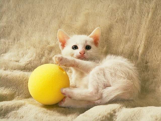 O gato fofo está brincando com uma bola de fios rosa. curioso